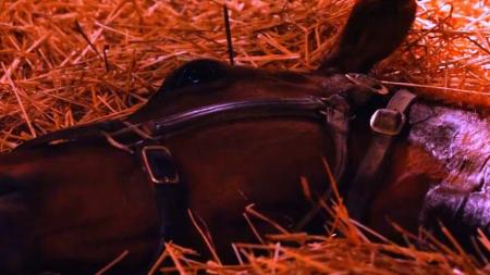 家庭主妇摇身一变，成了赛马界一姐，女性励志电影《一代骄马》