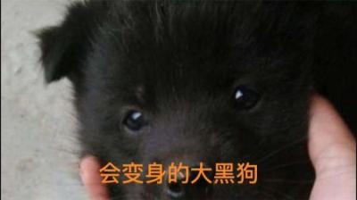 【民间恐怖故事】会变身的大黑狗[附音频]