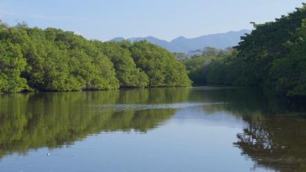 有很多植被和海鸥的大河更多 More:在一个阳光明媚的下午，一条大河被远处茂密的树木和山脉包围，一只海鸥在水面上低垂。