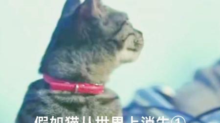 剧情《假如猫从世界上消失了》电影解说文案