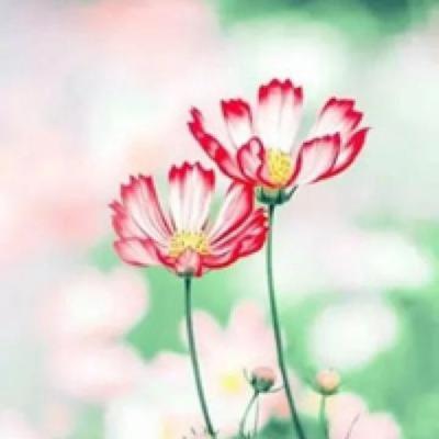 【正能量】正能量励志视频文案转发（正能量视频激励短片暖心文案）