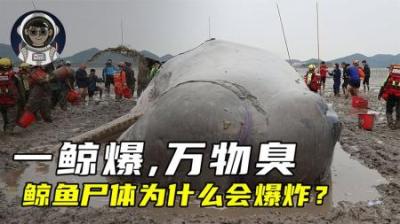 一鲸爆，万物臭，鲸爆到底有多恐怖？鲸鱼为什么会爆炸？