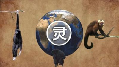 《灵长王国》中的神奇猴子竟然可以使用工具，还能传授下一代！