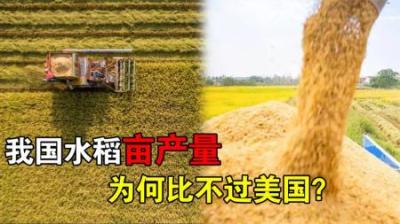 美国水稻单亩产量有多高？我国是粮食大国，亩产量为何不及美国？