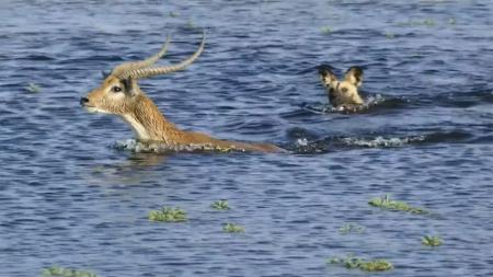 《猿创世界之熊孩子部落》解说文案《猿创世界之熊孩子部落》：离创世界还早