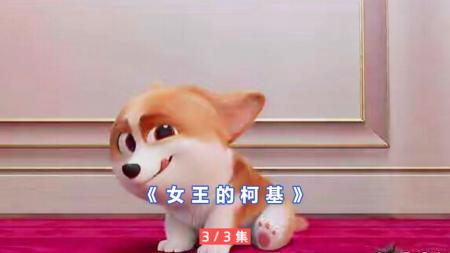 动画《女王的柯基》解说文案(动画女王的柯基狗狗种类)