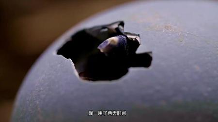 《鹭世界》解说文案《鹭世界》-真实呈现苍鹭生活与成长，真切呼吁生态和谐及保护