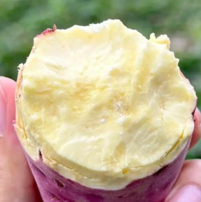 红薯的传入与普及：探索甘薯在中国的历史