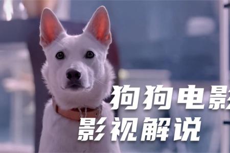 《监狱犬计划》解说文案拯救流浪犬 爱狗狗的小伙伴们都应该看看《监狱犬计划》