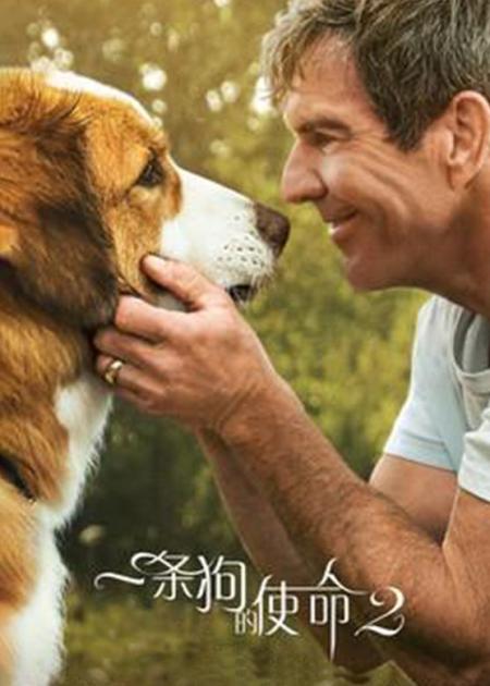 [视]历经3次转世轮回，只为回到你身边《一条狗的使命》