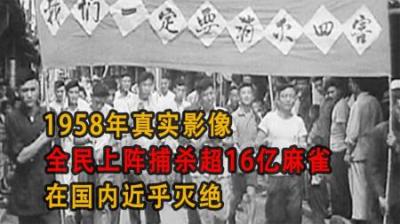 [视]1958年真实影像，全民上阵除四害捕杀超16亿麻雀，在国内近乎灭绝