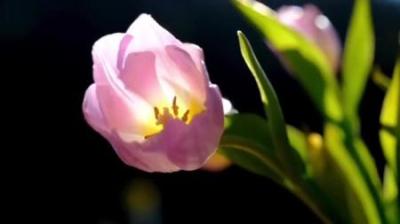 [视]带着尸块过安检#大案纪实 #真实故事 #奇闻奇事 #我的观影报告