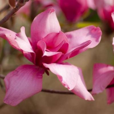 【唯美】有锁的句子（关于锁的伤感句子）