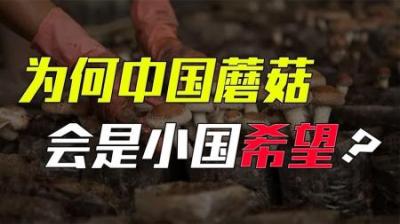 [视]太平洋小国被列强欺侮，借中国蘑菇找到希望：中国给全世界的礼物