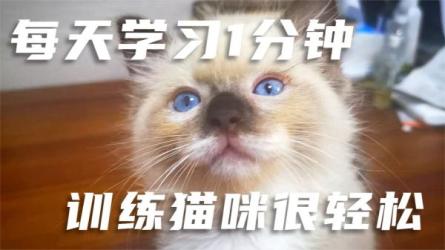 【课程】铲屎君必备.猫咪训练视频