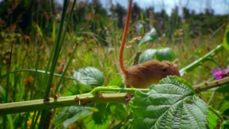 [文]《地球神奇的一天》纪录片《地球神奇的一天》联动《史前星球》每一帧都美得让人窒息