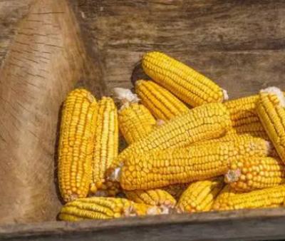 揭秘历史的餐桌：古代玉米的起源与传播