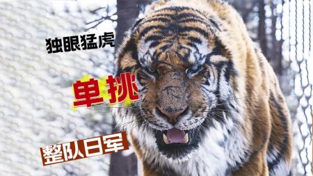[文]《大虎》独眼虎王单挑整队日军，鬼子全部葬身虎口《大虎》