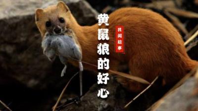 【民间恐怖故事】黄鼠狼的好心[附音频]