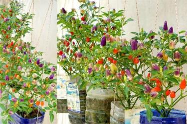 【课程】适合在阳台种植的美味及相关知识