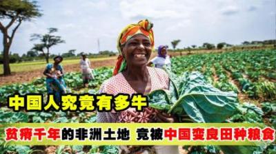 [视]外媒：中国人好牛！贫瘠千年的非洲土地，竟被中国变良田种粮食