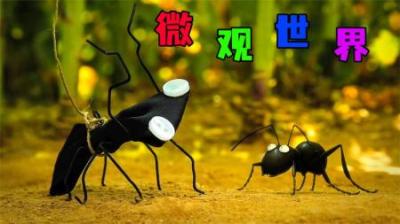 [视]《动物的微观世界》来看看动物平时没事，都会做些什么愚蠢事~