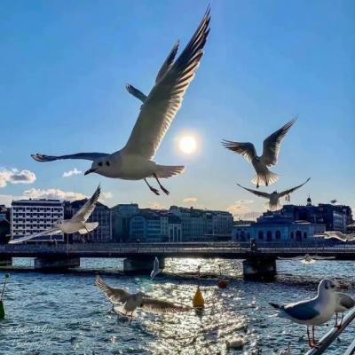 【爱情】从爱情到婚姻说说句子（恋爱与婚姻相遇的句子说说）