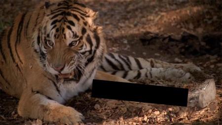 [文]《情债》动物园老虎正在啃食鲜肉，饲养员走近发现那竟是人的尸骨《情债》
