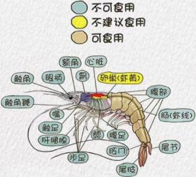 教你吃虾：虾哪些部位不能吃？