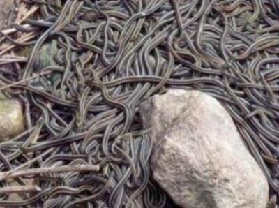 古代刑罚的残酷：解析虿盆酷刑