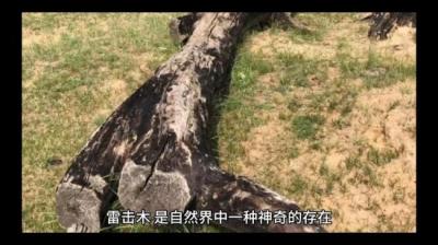 【民间恐怖故事】雷劈木[附音频]