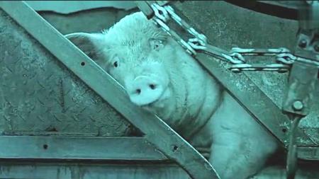 [视]国产高分短片《猪肉与月亮》，女人在屠宰场上班，身上一股猪肉味