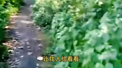 【民间恐怖故事】麦田[附音频]