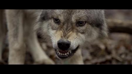 [文]《地球四季》解说文案地球四季-不知道人是怎么来滴，但知道动物是怎么没滴