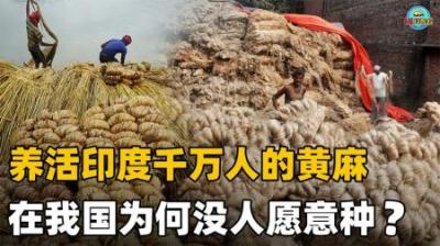 [视]印度黄麻养活近千万人，被欧洲大量收购，为何我国却要早早淘汰