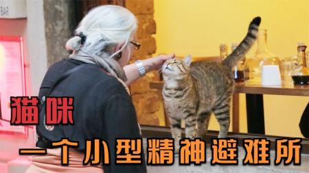 [文]《爱猫之城》解说文案《爱猫之城》：一座离不开猫的城