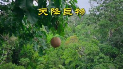 [视]天降炮弹，刺豚鼠狂喜#动物解说 #动物世界 #动物科普 #坚果