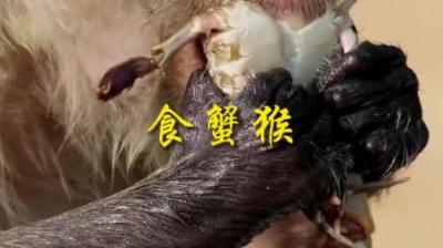 [视]海鲜自助餐厅 食蟹猴的最爱#动物世界 #动物科普 #科普 #猴子