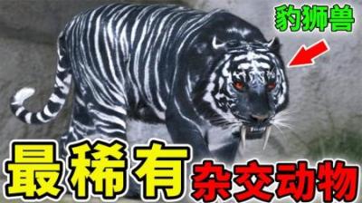 [视]世界上最稀有的杂交动物，狗和狐狸也能产生后代，豹狮兽的确存在