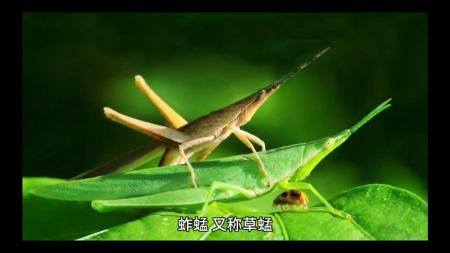 [文]《蚱蜢》解说文案蚱蜢—风吹过，晴空万里