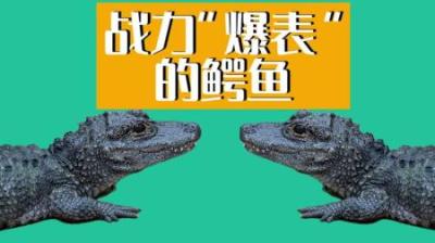 [视]传说中战力不如鹅#扬子鳄#科普#动物科普