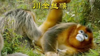 [视]熏悟空的远房老表 #动物解说 #动物世界 #动物科普 #金丝猴