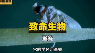 [视]蚤蝇：地表最强的暗器高手，完成寄生就在一瞬间#神奇动物在抖音