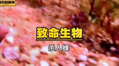 [视]为了提高蜂蜜产量，人类意外创造出了杀人蜂#科普一下 #昆虫世界