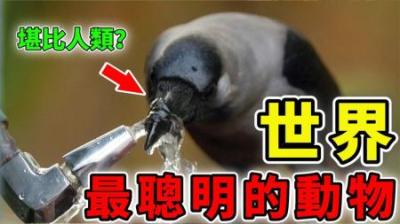 [视]世界上最聪明的10种动物，猪一点也不笨，第一名智力堪比人类