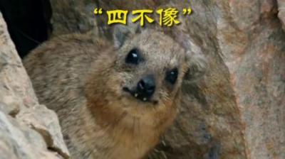 [视]调皮捣蛋岩蹄兔 #动物世界 #动物科普 #蹄兔