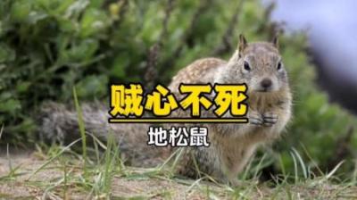 [视]如果你最近比较蕉绿，不妨来看看小松鼠偷橡果解解鸭吧！