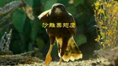 [视]沙雕栗翅鹰对鼠宝求而不得 #动物解说 #动物世界 #动物科普