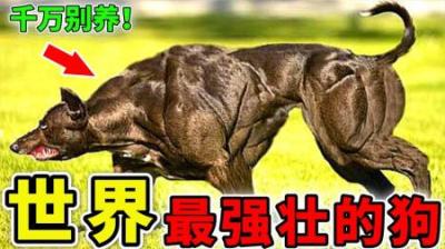 [视]世界上最强壮的10种狗，藏獒排不进榜单，许多国家将其禁养！