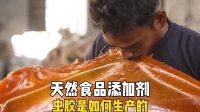 [视]印度工厂如何生产虫胶，没有科技的食品添加剂，干净又卫生